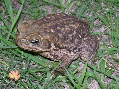 Frogs tend to have strong hind legs and moist skin. . Bufo toad